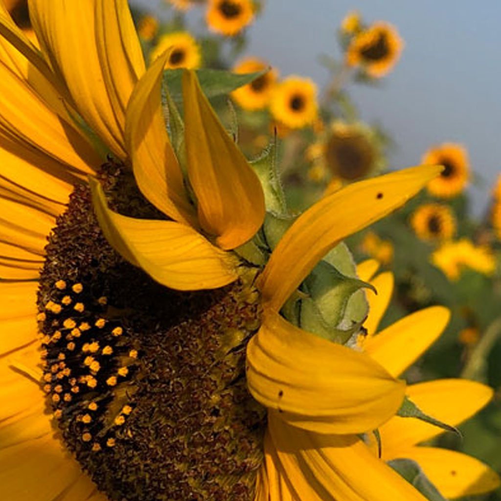 Gemma J Sunflower Sterling Silver Charm - Cotswold Jewellery