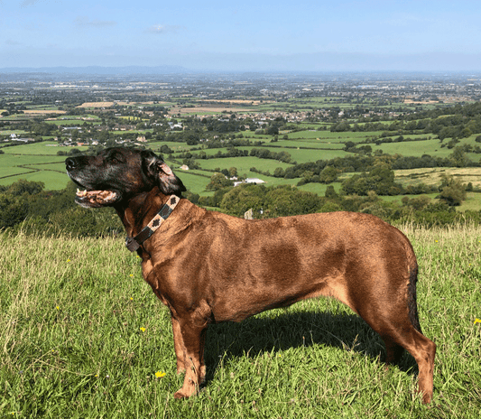 Dog Jewellery and what to choose? - Cotswold Jewellery