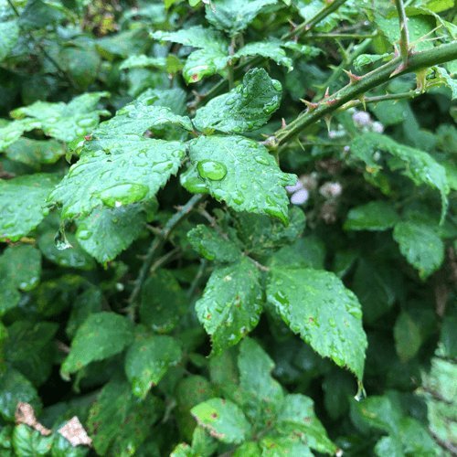 Love the countryside.....even in the rain - Cotswold Jewellery