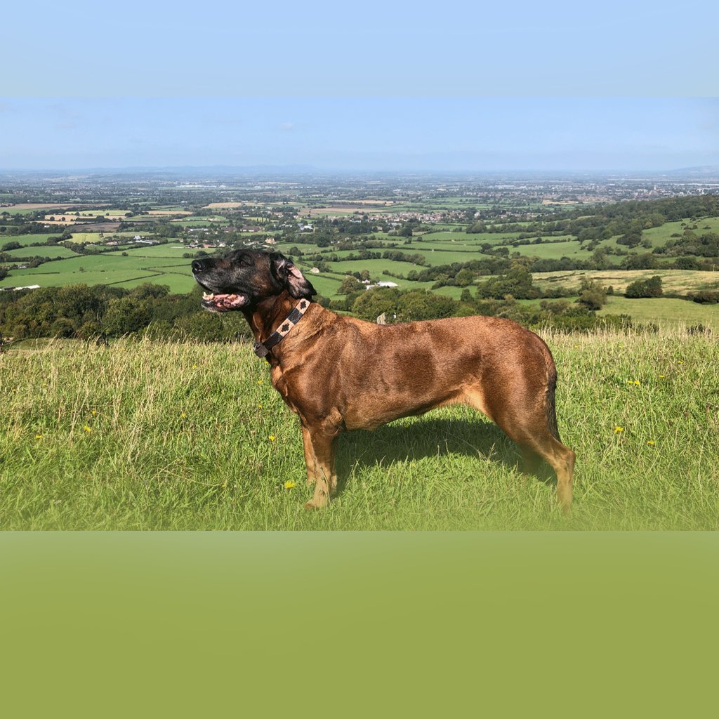 Dog Bracelets - Cotswold Jewellery