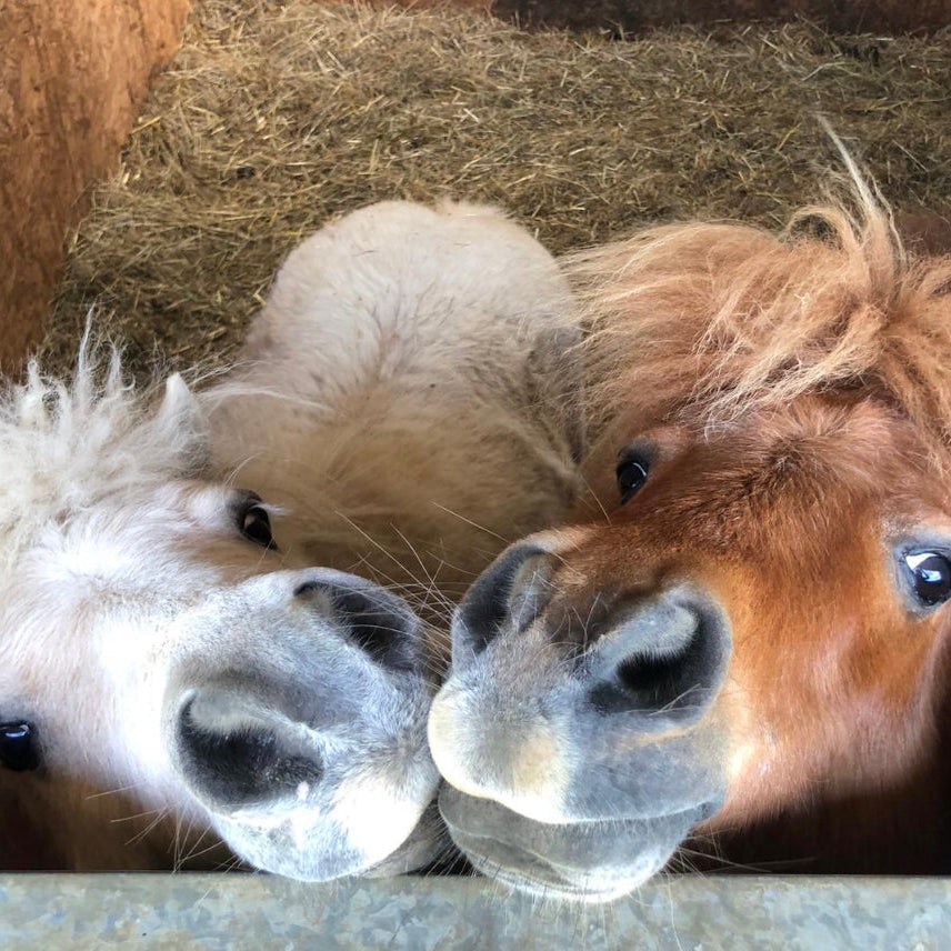 shetland ponies in a stable